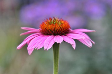 Bulanık bir arkaplanda pembe bir Echinacea çiçeğinin yakın plan çekimi.