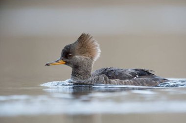 Kapüşonlu bir merganer göl suyunda yüzüyor.