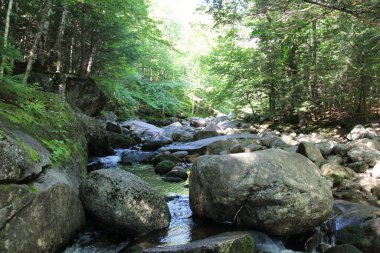 Güneşli bir günde yeşil bir ormanda kayaların arasından akan bir nehrin manzarası.