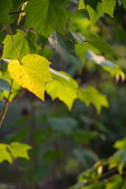 Sonbahar parkında sarı ve yeşil akçaağaç dikey yakın çekim yapar.