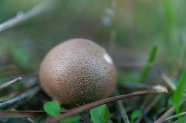 close-up of a fungus ,Scleroderma areolatum, on a pine branch soil