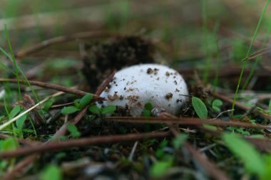 close-up of a mushroom, agaricus campestris in a green meadow of pines