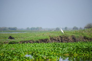 Dışarıdaki yeşil çimlerde beyaz bir balıkçıl.