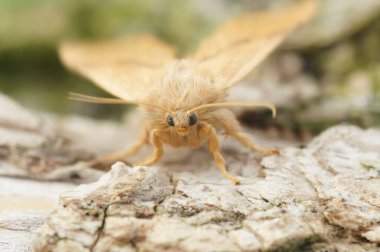 Festoon güvesinin makro görüntüsü (apoda limacode)