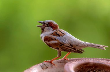 Küçük bir ev serçesinin yakın çekimi.
