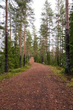 Yoğun ağaçlarla çevrili bir orman yolu.