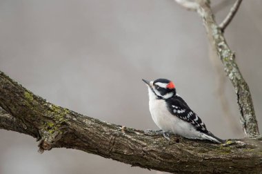 tüylü bir ağaç dalı tünemiş bir ağaçkakan