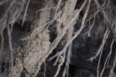 Gün boyunca ormanda güzel bir ağaç görüntüsü.