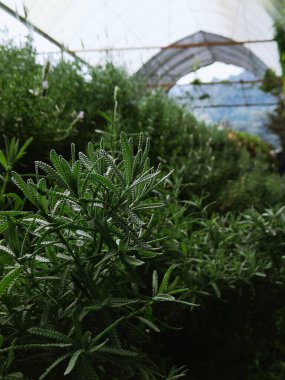 Serada açan güzel Fransız lavanta bitkilerinin dikey çekimi.