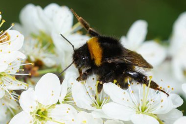 Kraliçe yaban arısına doğal olarak yakın plan, Bombus 'un kara dikenli beyaz çiçeği, Prunus spinosa