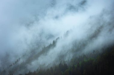 Sisli bir günde, beyaz sisle kaplı gizemli karanlık bir ormanın manzarası.