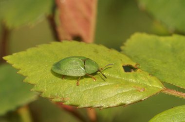 Cassida Viridis 'in yakın plan fotoğrafı. Yaprağın üzerindeki yeşil kaplumbağa böceği.