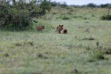 Masai Mara 'daki üç aslan yavrusu. Kenya, Afrika.