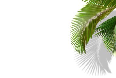 Beyaz arka planda gölgesi ve kopyasıyla izole edilmiş bir palmiye yaprağı, minimalist bir yaz konsepti.