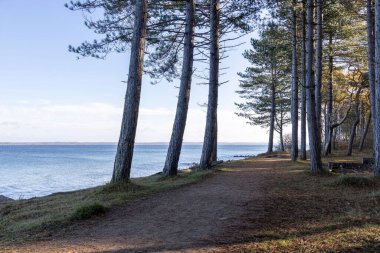 Yaz boyunca kıyı kenarında çam ağaçlarının altında bir patika.