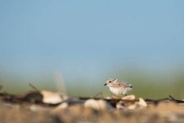 Bir Piping Plover kuşunun yakın plan çekimi.
