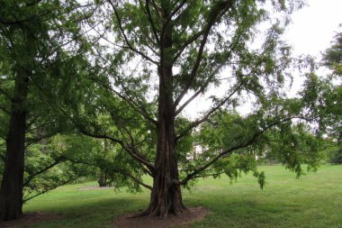 Ormanda şafak kırmızısı (Metasequoia glyptostroboides)