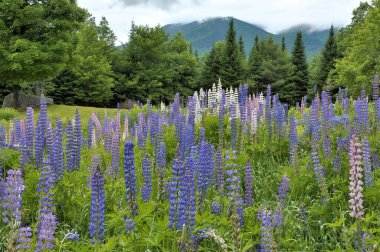 New Hampshire 'da yaz mevsimi. Franconia Notch State Park 'taki Cannon Dağı' ndan yükselen sisli mavi, pembe ve beyaz lupin çiçekleri..