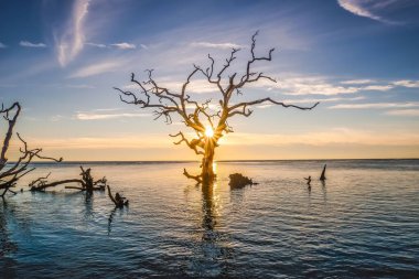 Gün batımında Jacksonville, Florida 'daki Boneyard Sahili' nde yapraksız bir ağacın manzaralı bir görüntüsü.