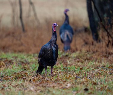 Doğal ortamında yabani hindinin seçici odak noktası.