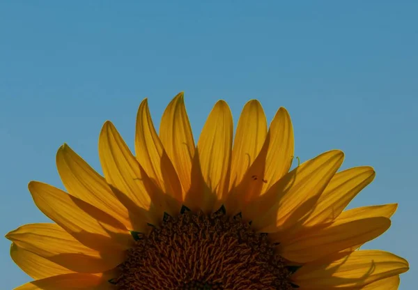 Bright sunflower against clear blue sky