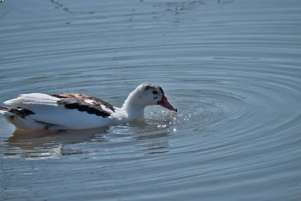 一只在水里游泳的白鸭 — 图库照片