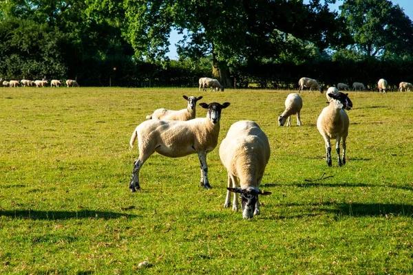 Bir Grup Koyun Çayırda — Stok fotoğraf
