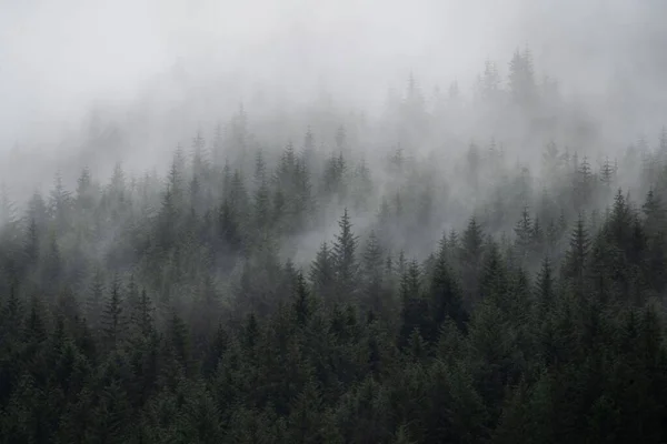 Majestátní Pohled Hustý Jehličnatý Les Obklopený Hustou Mlhou Severním Skotsku — Stock fotografie