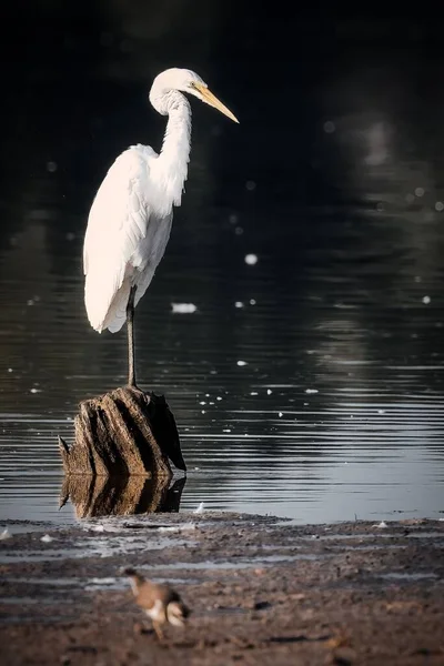 Pionowe Ujęcie Białego Ptaka Żołędzia Siedzącego Drewnianym Pniu Stawie — Zdjęcie stockowe