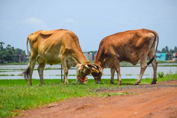 明るい太陽の下で2頭の牛の放牧牧草地 — ストック写真