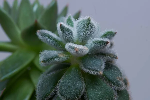 stock image A close up of a furry succulent plant