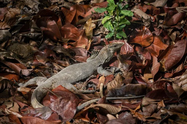 Monitor Lizard Dry Leaves Singapore — Stock Photo, Image