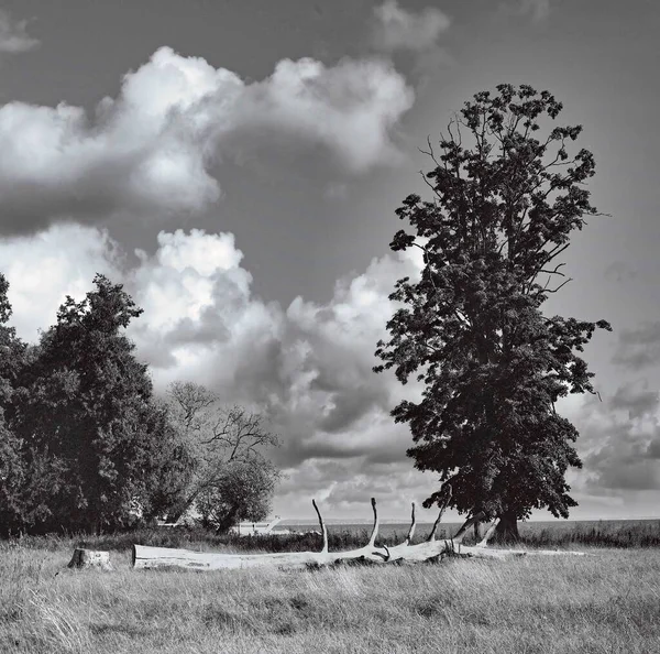 Egy Szürkeárnyalatú Felvétel Halott Élő Fákról Egy Mezőn Felhős Ellen — Stock Fotó