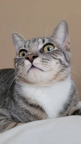 ภาพใกล ดของล กแมวลายส เทาบนพ นหล เบจ — ภาพถ่ายสต็อก