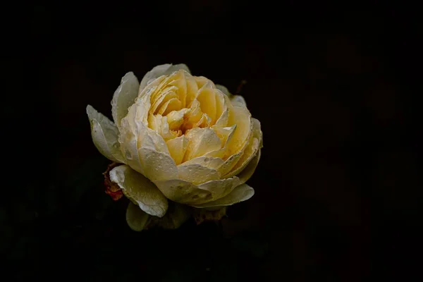 Роза Желтого Кустарника Цветок Золотого Празднования Выделенный Черном Фоне — стоковое фото