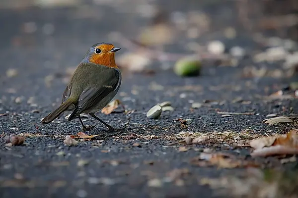 Close Pássaro Robin Andando Sobre Asfalto Com Folhas Amarelas Redor — Fotografia de Stock