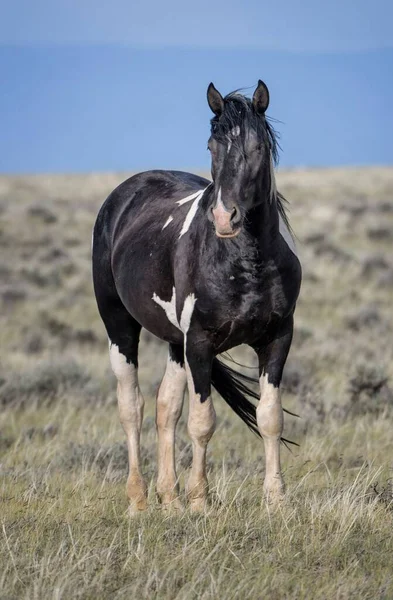 A black Mustang horse standing on grass ground in McCullough Peaks Area in Cody, Wyoming