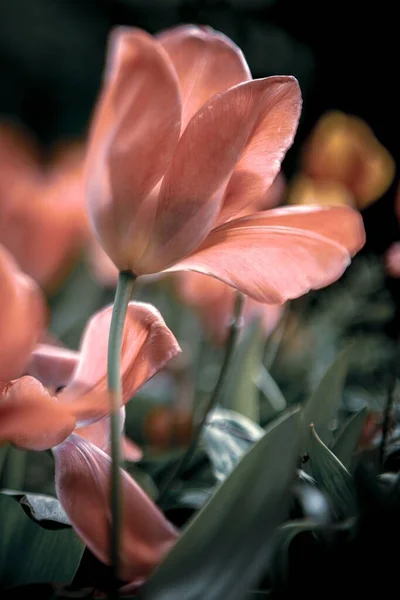 Plan Vertical Une Fleur Tulipe Dorée Orange Idéal Pour Papier — Photo