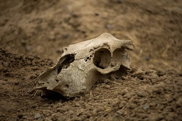 地面に乾燥した鹿の頭蓋骨のクローズアップショット — ストック写真