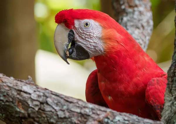 Pájaro Guacamayo Rojo Posado Una Rama Árbol Disparo Primer Plano —  Fotos de Stock