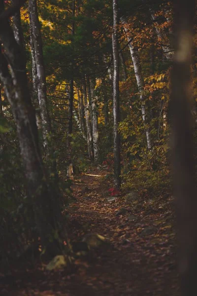 Tiro Vertical Uma Bela Floresta Ontário Canadá — Fotografia de Stock