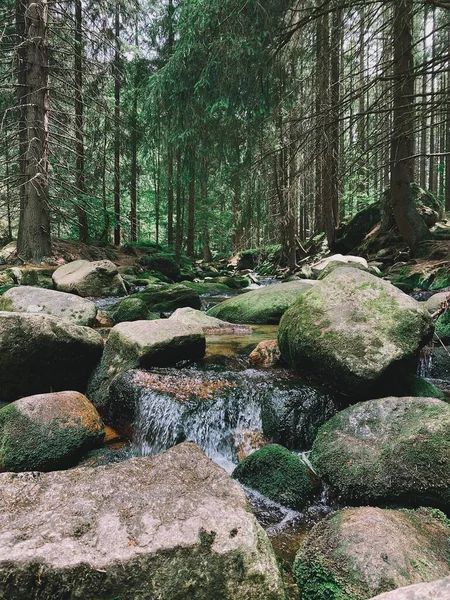 Pionowe Ujęcie Małej Kaskady Wodnej Lesie — Zdjęcie stockowe