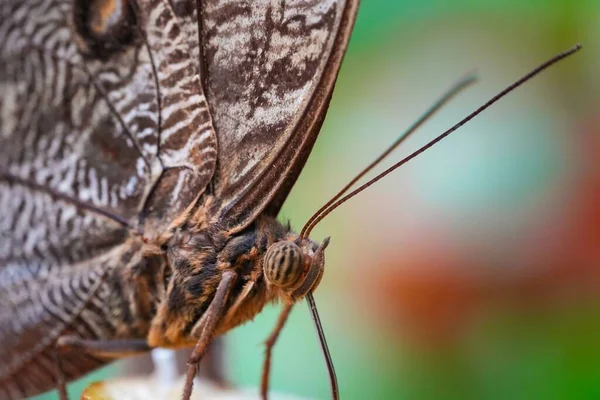 Makro Strzał Pięknej Brązowej Sowy Motyl Roślinach — Zdjęcie stockowe