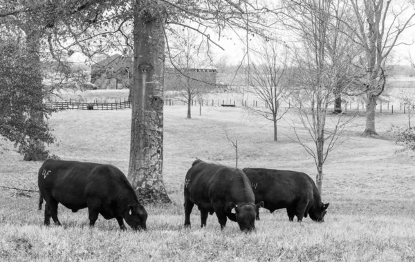 A herd of Aberdeen Angus breeds animals grazing on grass field and trees, grayscale shot