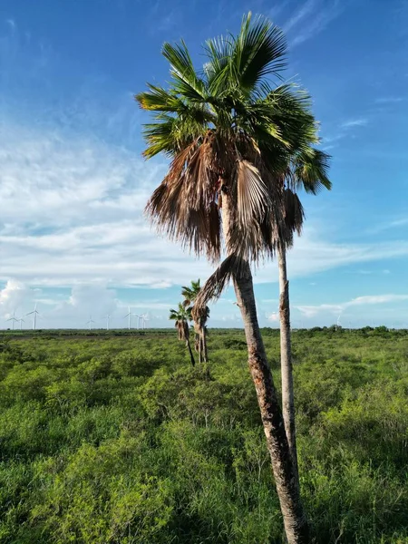 在阳光灿烂的日子里 在有风力涡轮机的田野里 棕榈树的特写 — 图库照片