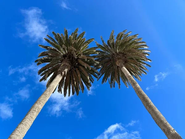 Low Angle Shot Two Green Palm Trees Blue Sky Sunny — Stock Photo, Image