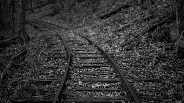 Foco Seletivo Escala Cinza Trilhos Ferroviários Antigos Atravessando Uma Floresta — Fotografia de Stock