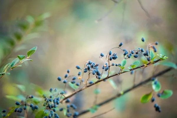 Ein Zweig Blaubeere Verschwommenen Hintergrund — Stockfoto