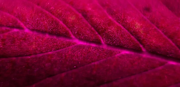Eine Nahaufnahme Einer Roten Blattoberfläche Vor Verschwommenem Hintergrund Kühl Für — Stockfoto