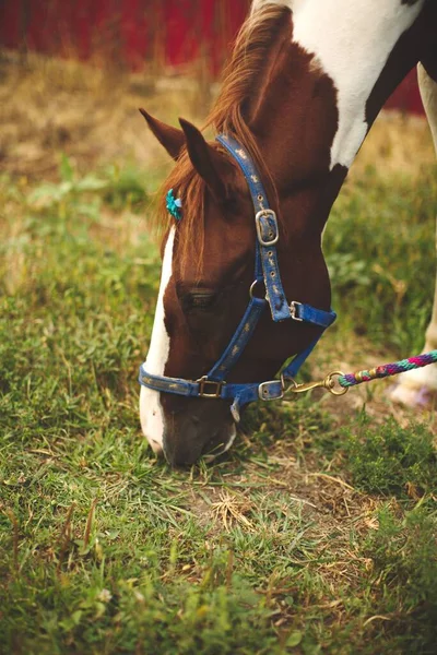 在加拿大安大略省的一个马厩里 一匹可爱的放牧马在模糊的背景下被垂直拍摄到 — 图库照片